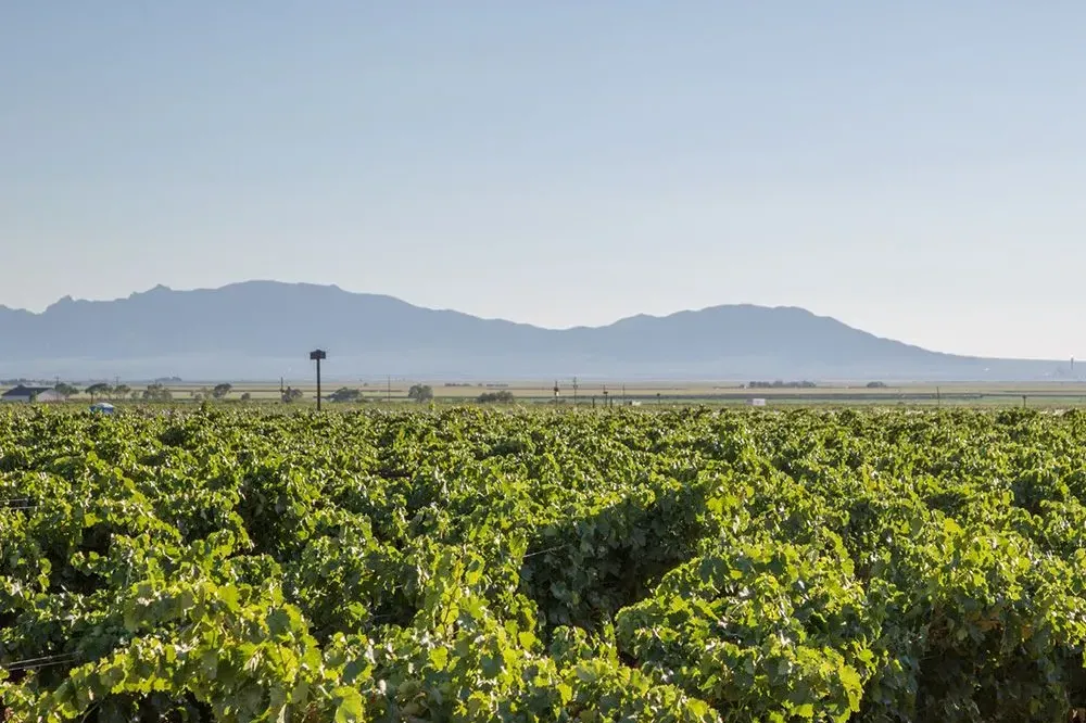 Vineyard